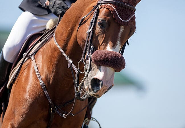 Cheval et son cavalier pendant un concours de saut d'obstacle