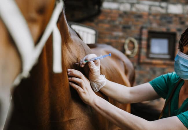 Femme faisant des soins vétérinaires à un cheval